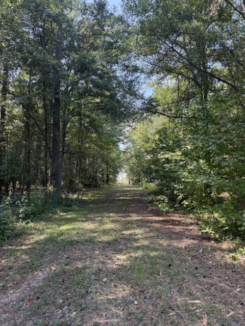 Wooded interior trail on 53-acre AG-zoned land tract, Monroe Highway, Barrow County, GA